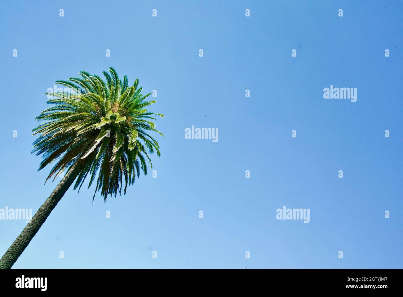 Palmen vor einem blauen Himmel Stockfoto