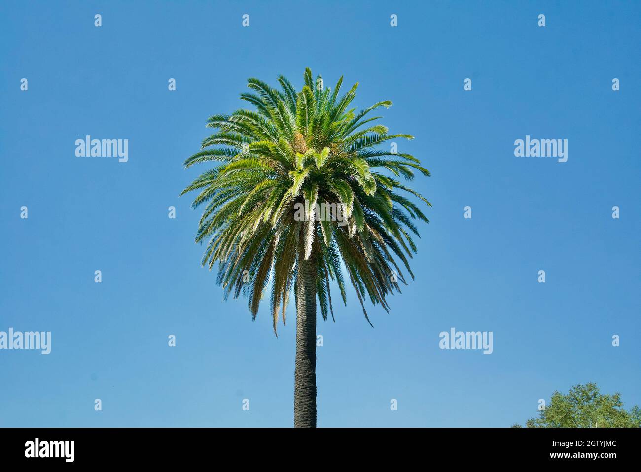 Palmen vor einem blauen Himmel Stockfoto