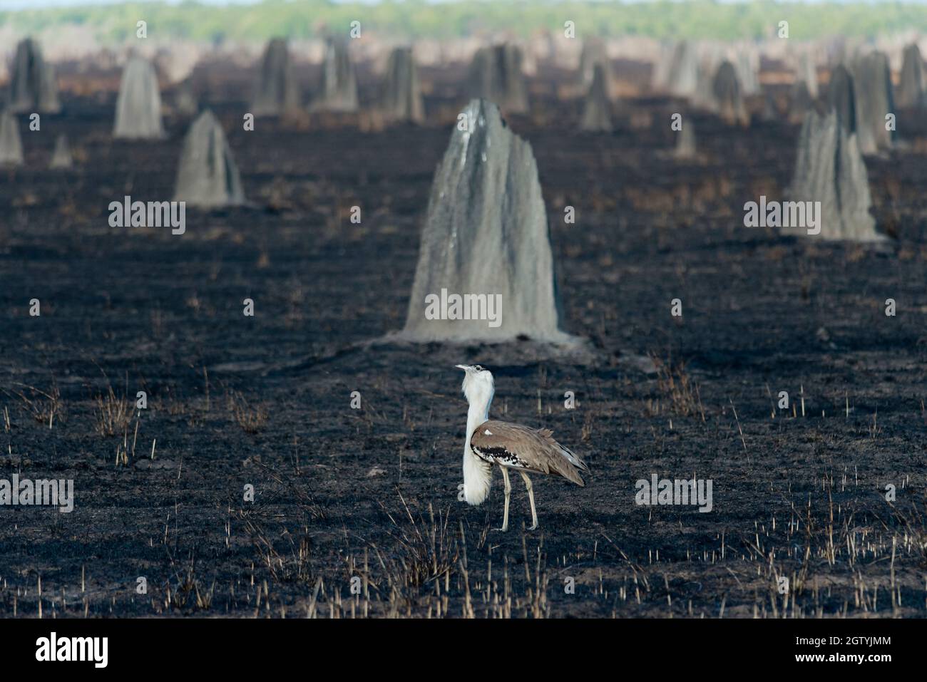 Australische Bustard inmitten einer verbrannten Termitenhügellandschaft. Stockfoto