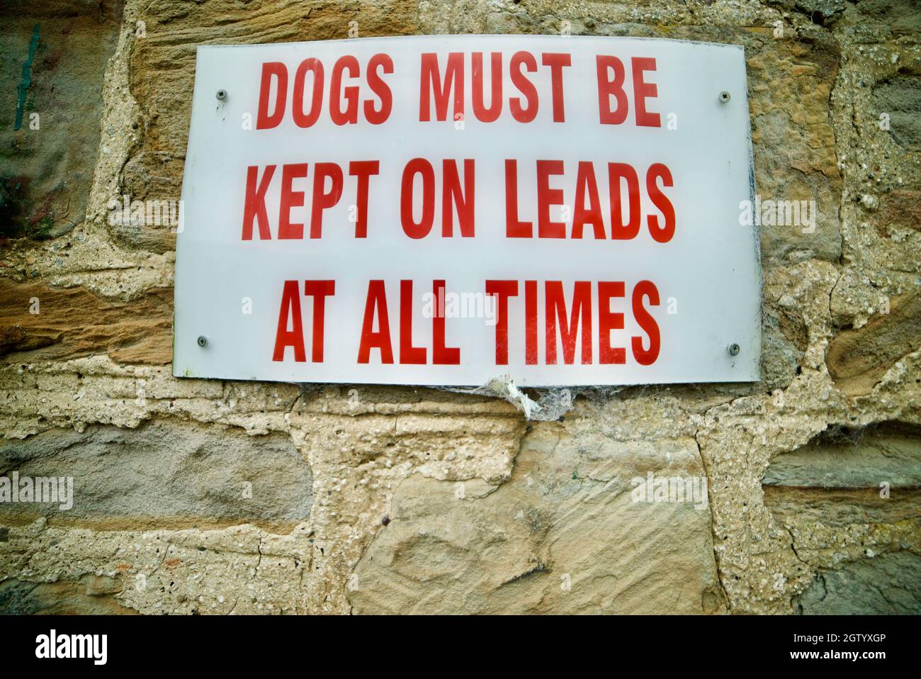 „HUNDE MÜSSEN IMMER AN DER LEINE GEFÜHRT werden“ rot-weißer Wegweiser (Hund an der Leine halten) Stockfoto