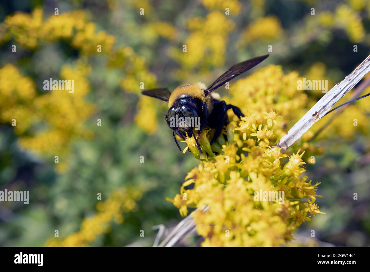 Dunkelgelbe Zimmermannsbiene auf Blüten an einem sonnigen Tag Stockfoto