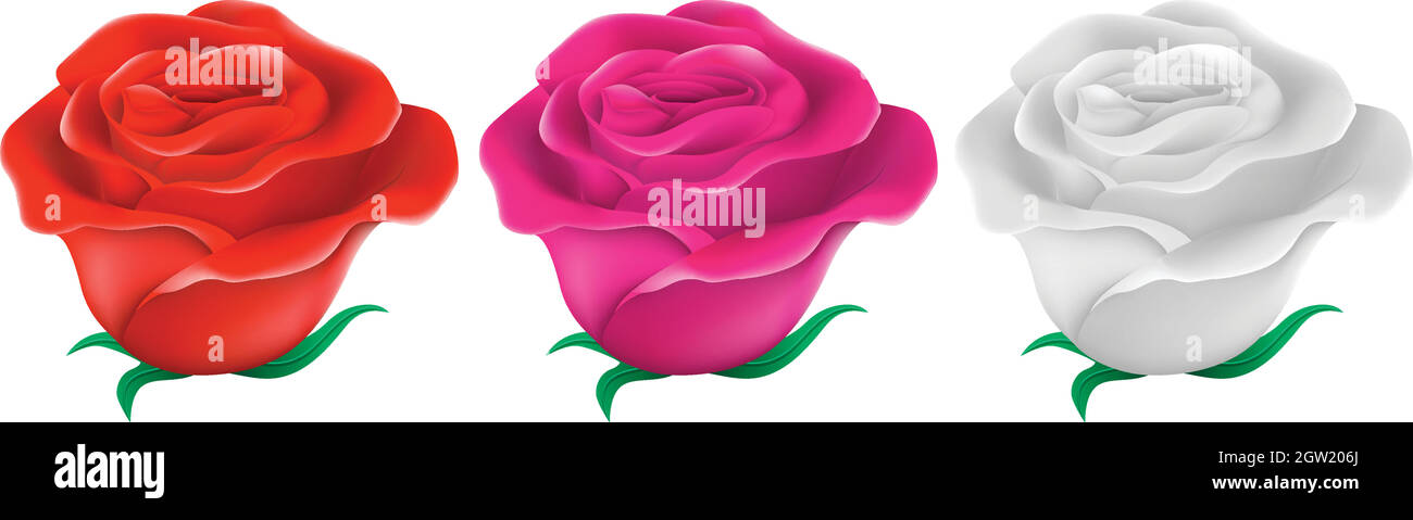 Rosen in drei verschiedenen Farben Stock Vektor