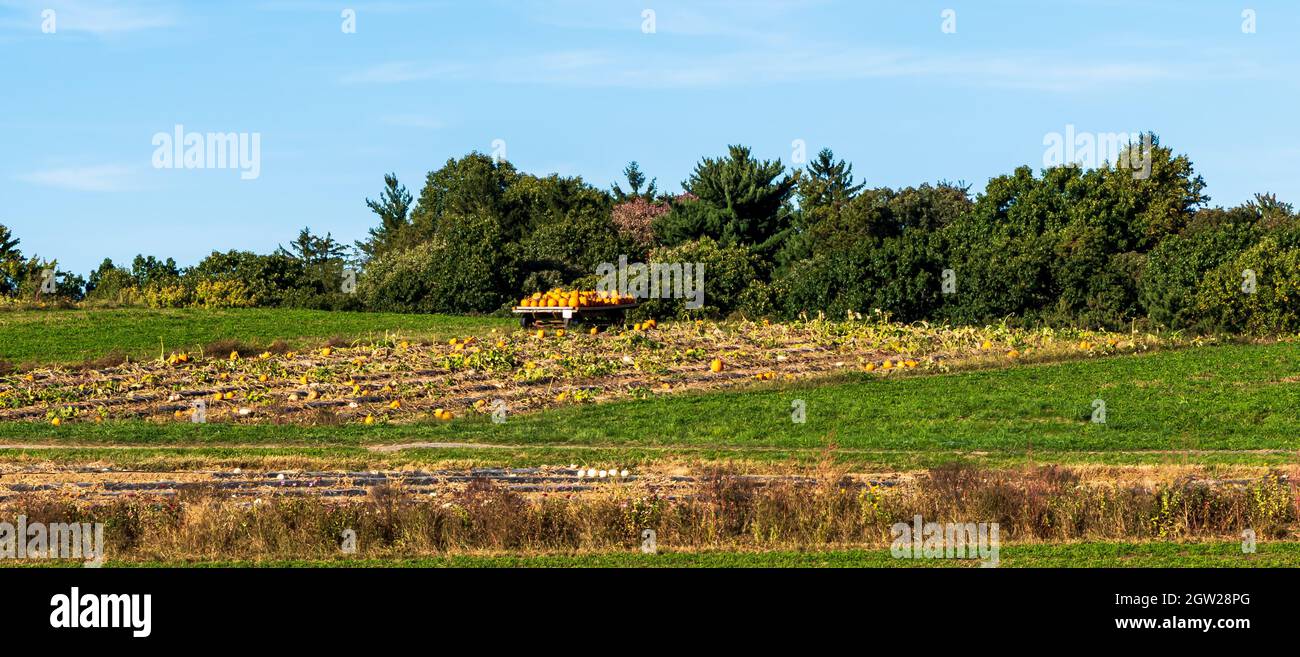 Kürbisse auf einer Farm während der Herbsternte an einem sonnigen Herbsttag in Wexford, Pennsylvania, USA Stockfoto
