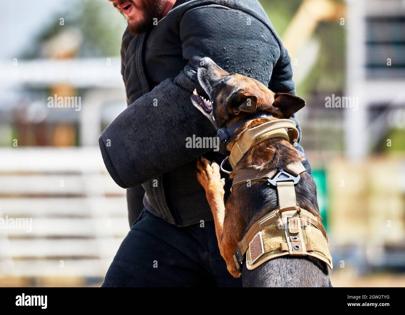 Ausgebildeter Polizeihund greift einen Verdächtigen an Stockfoto