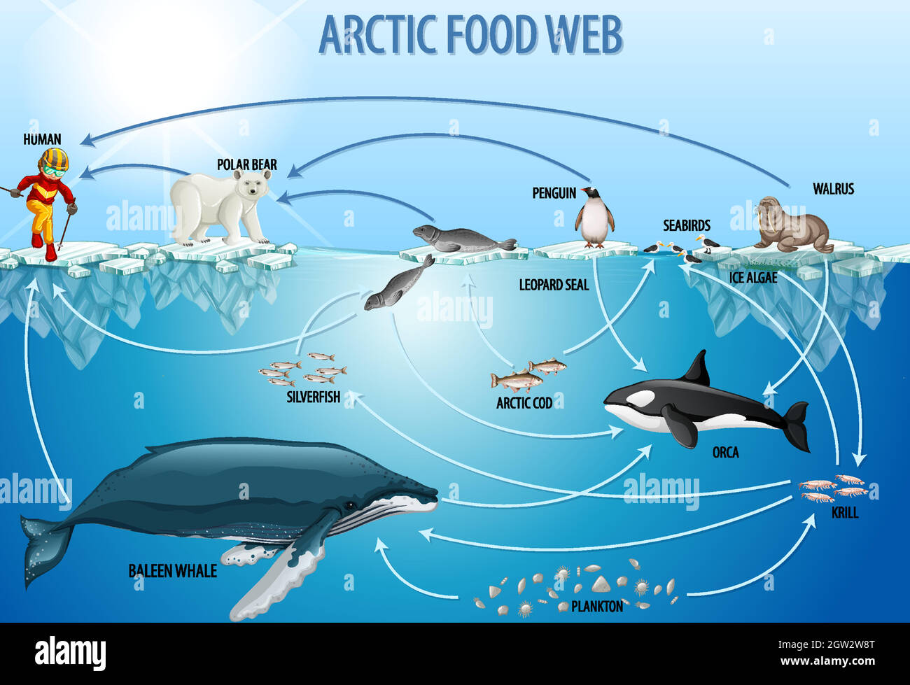 Bildungsposter der Biologie für Nahrungsnetze Diagramm Stock Vektor