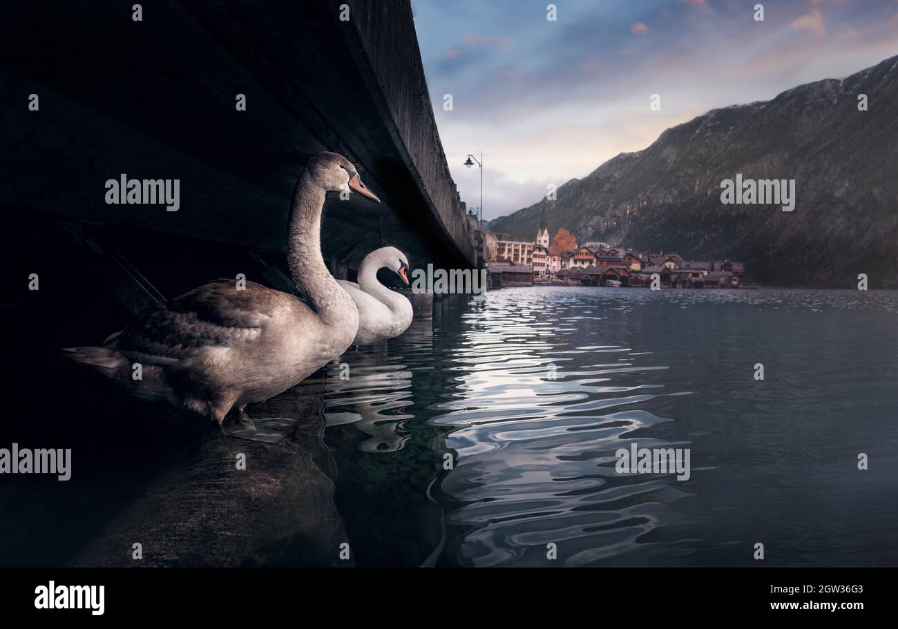 Schwäne am Hallstätter See bei Sonnenuntergang mit Hallstätter Dorfkulisse im Hintergrund - Hallstatt, Österreich Stockfoto