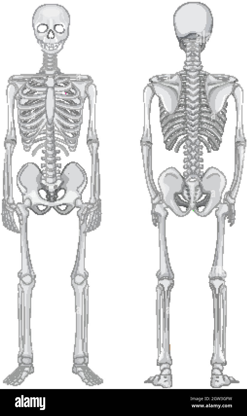 Vorder- und Rückansicht des Skeletts isoliert auf weißem Hintergrund Stock Vektor