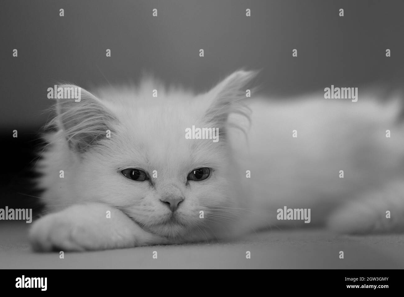 Türkische angorakatze SchwarzweißStockfotos und bilder Alamy