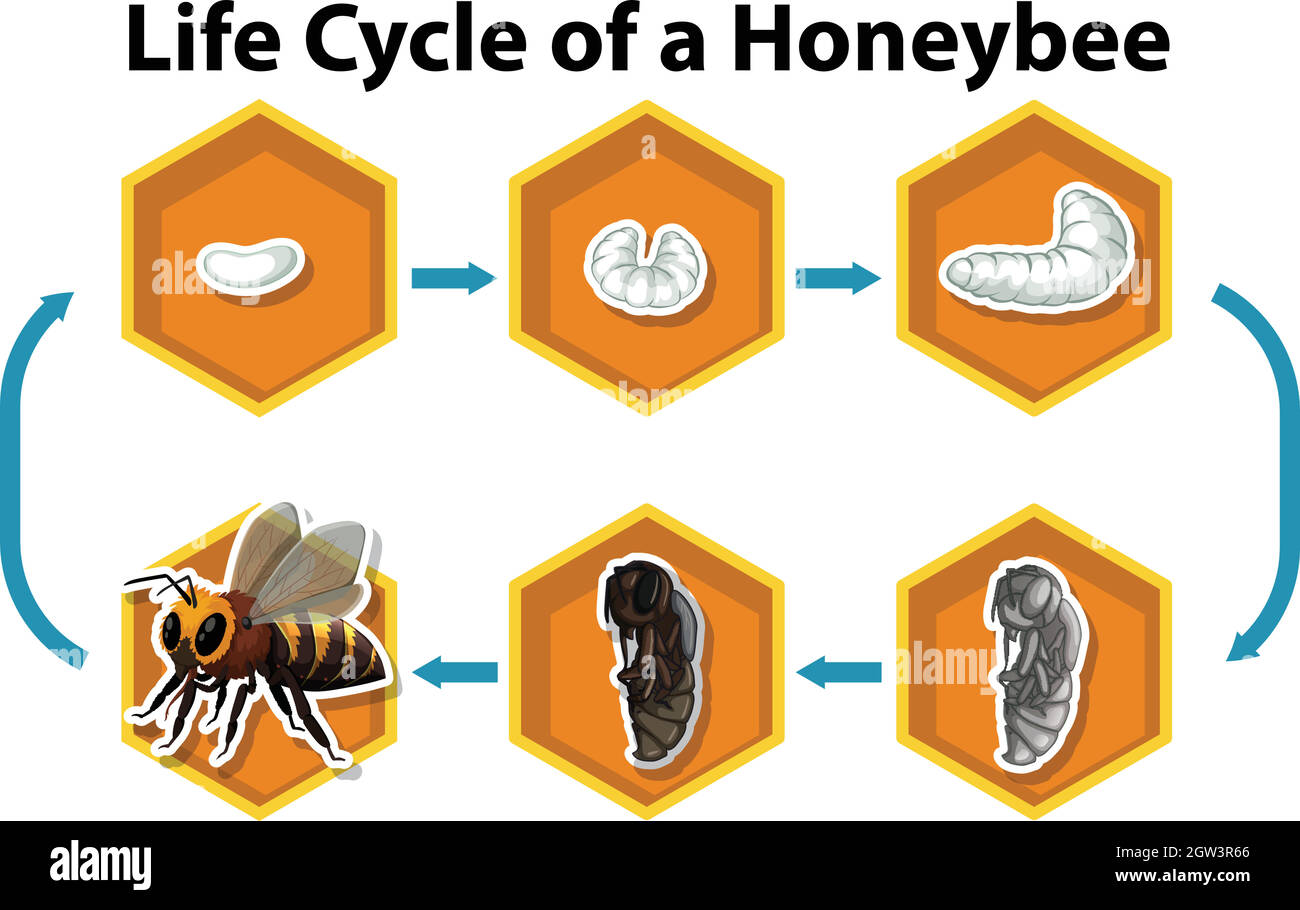 Lebenszyklus einer Honigbiene Stock Vektor