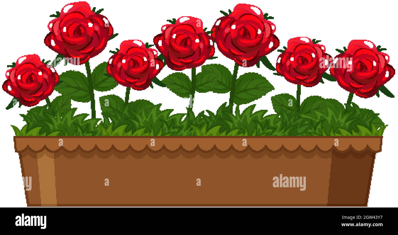 Schöne rote Rosen in Tontopf auf weißem Hintergrund Stock Vektor
