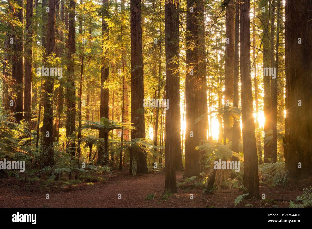 Das Licht der untergehenden Sonne strömt zwischen den Stämmen der kalifornischen Redwood-Bäume im Whakarewarewa Forest, Rotorua, Neuseeland Stockfoto