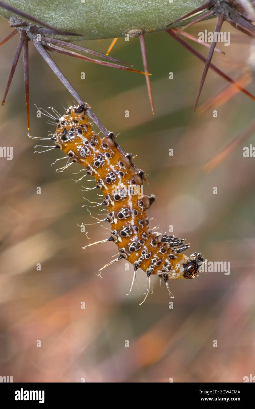 Caterpillar, auf Kaktusfeige, Opuntia spp., Sonorn Desert, Arizona Stockfoto