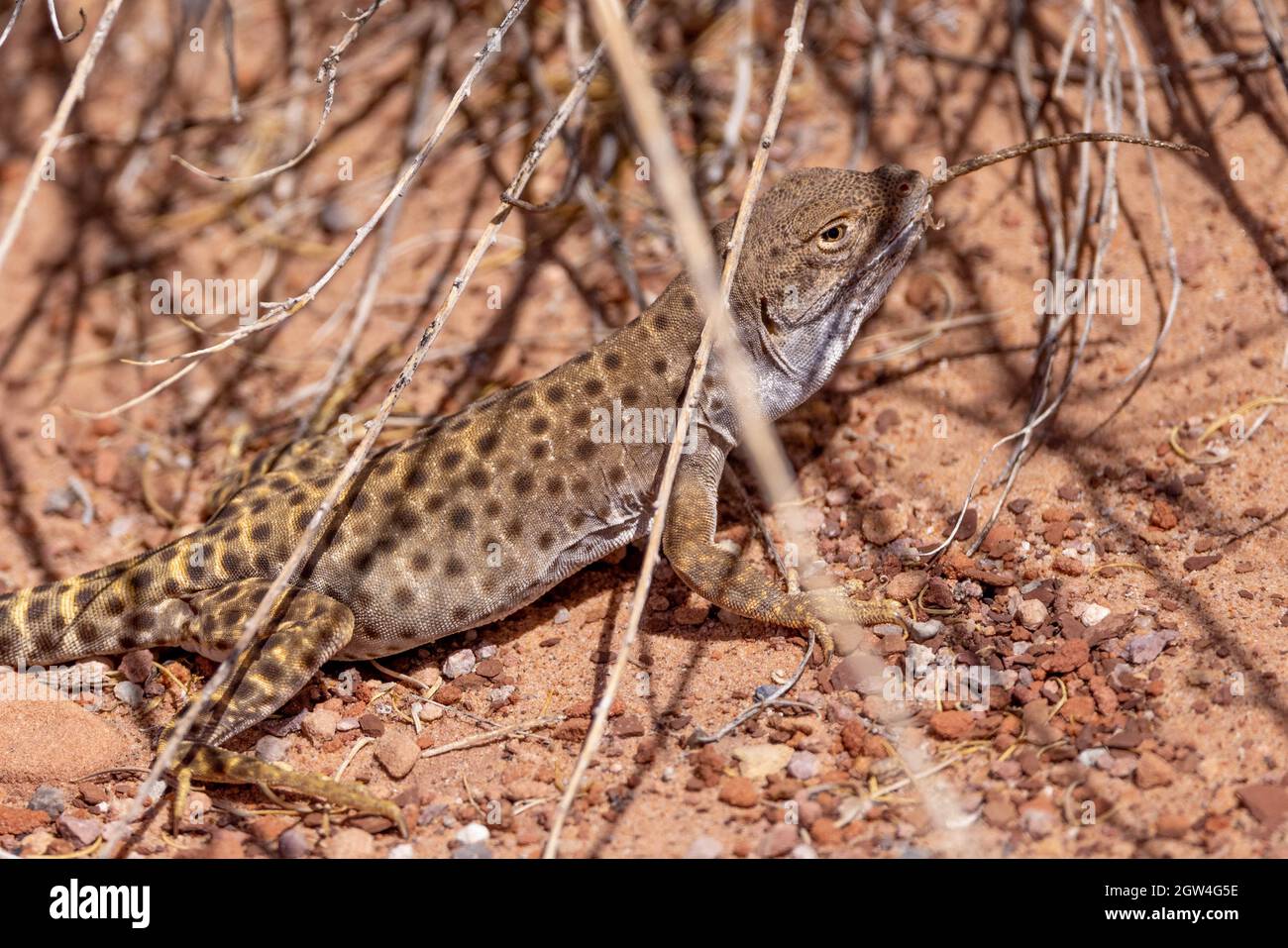 Langnasige Leopardechse, die Plateau-Tiger-Whiptail frisst, Coconino County, Arizona, USA. Stockfoto