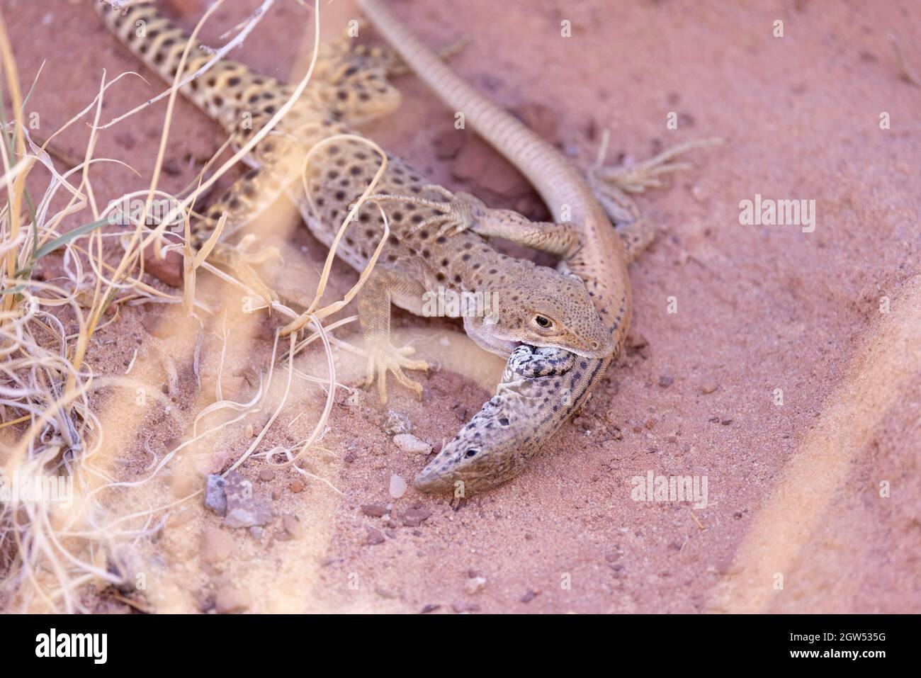 Langnasige Leopardin, die einen Plateau-Tiger-Whiptail frisst, Marble Canon, Coconino County, Arizona, USA. Stockfoto