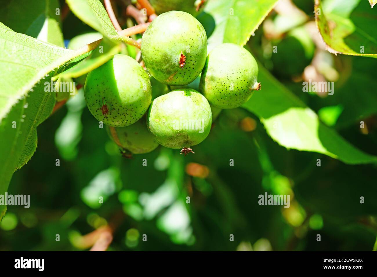 Grün baby Kiwi Actinidia arguta wächst auf der Rebe Stockfoto