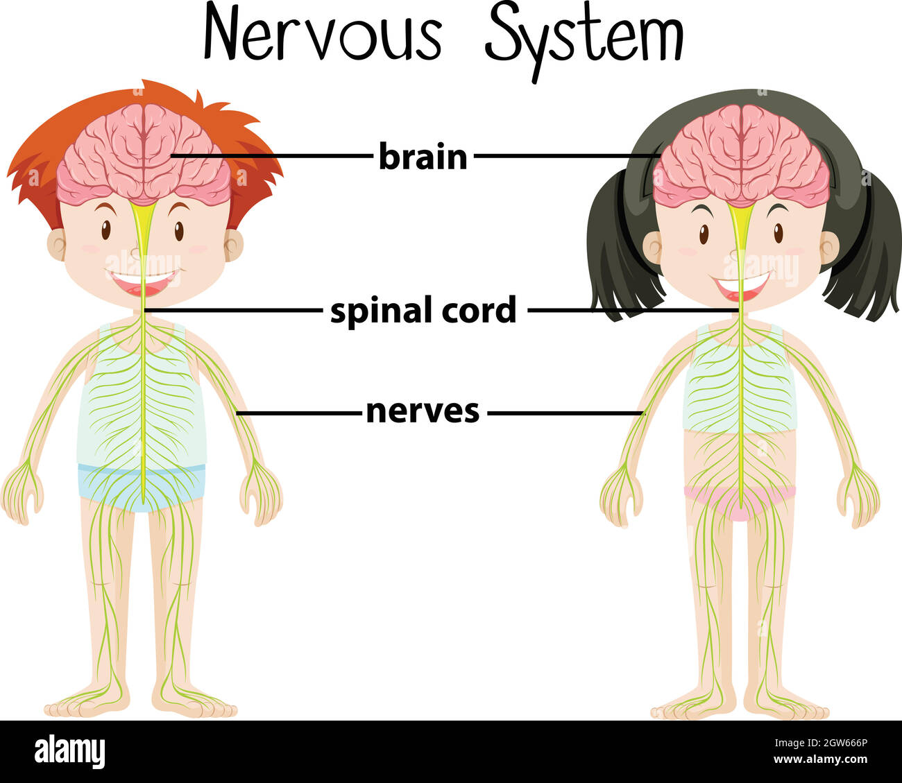 Nervensystem von Jungen und Mädchen Stock Vektor