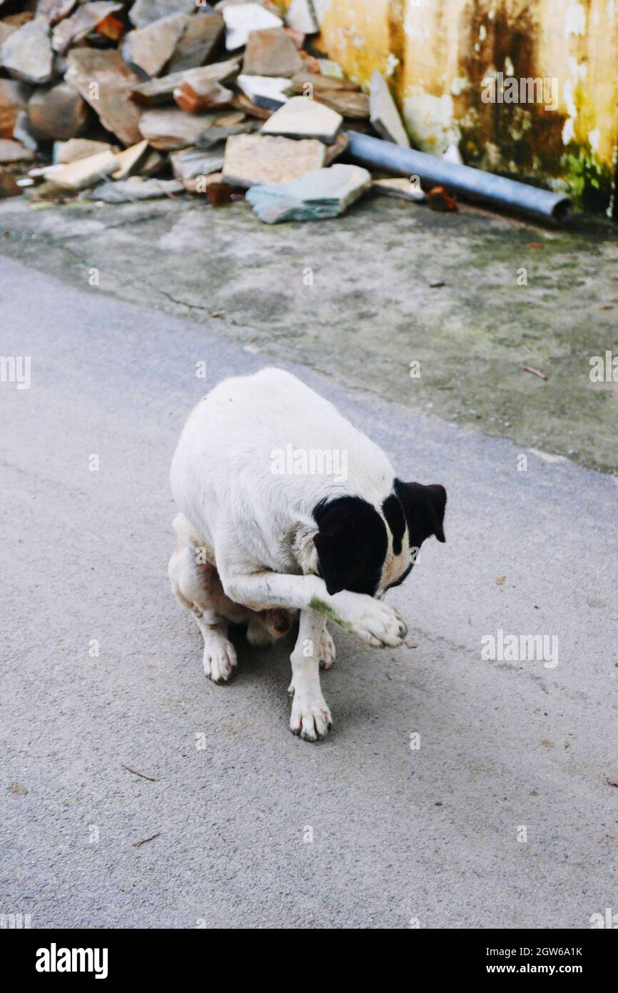 Hund Kratzt Gesicht Stockfotografie - Alamy