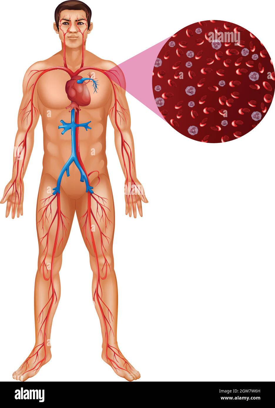 Blutzirkulation im menschlichen Körper Stock Vektor