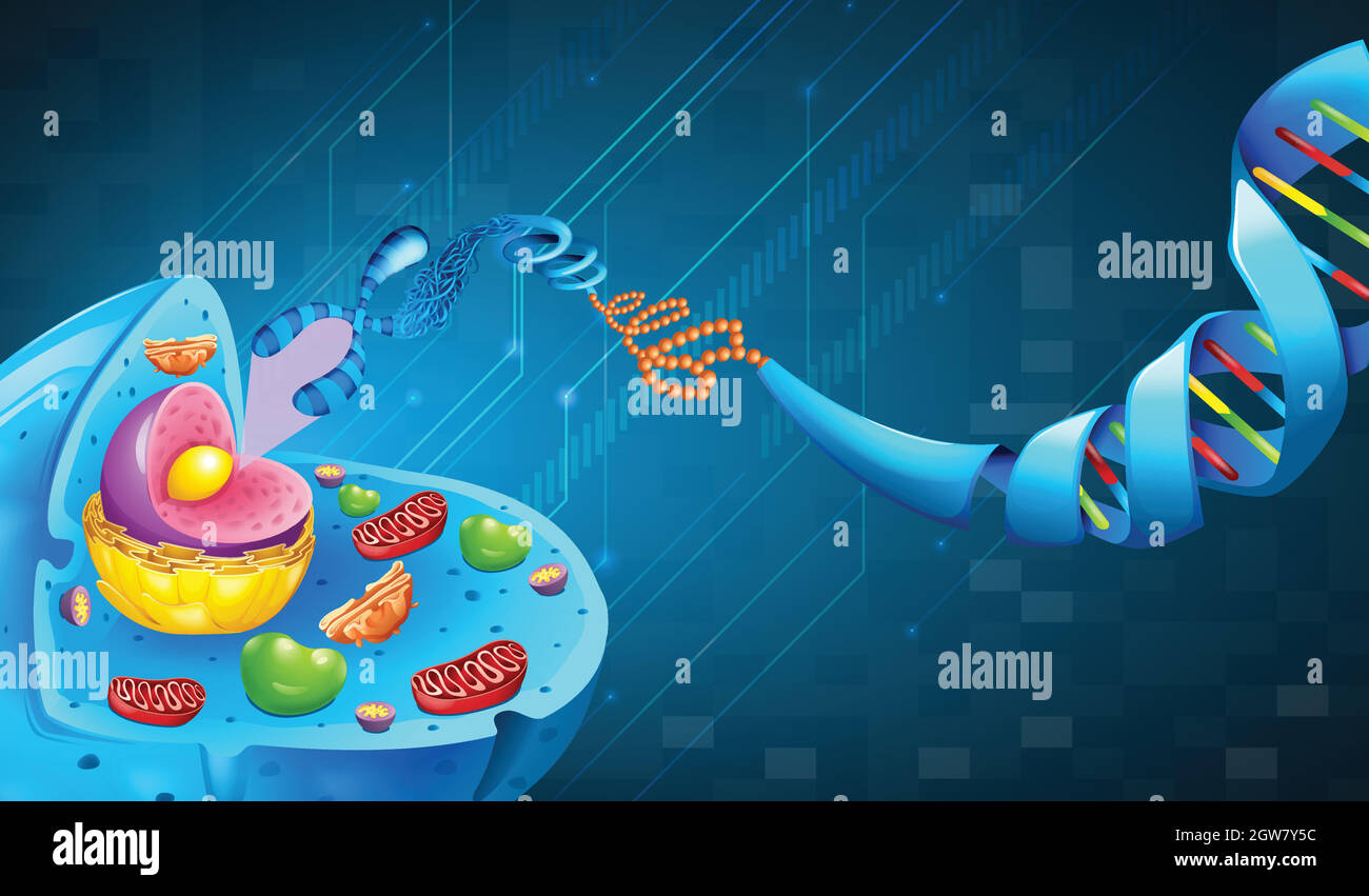 Desoxyribonukleinsäure Stock Vektor
