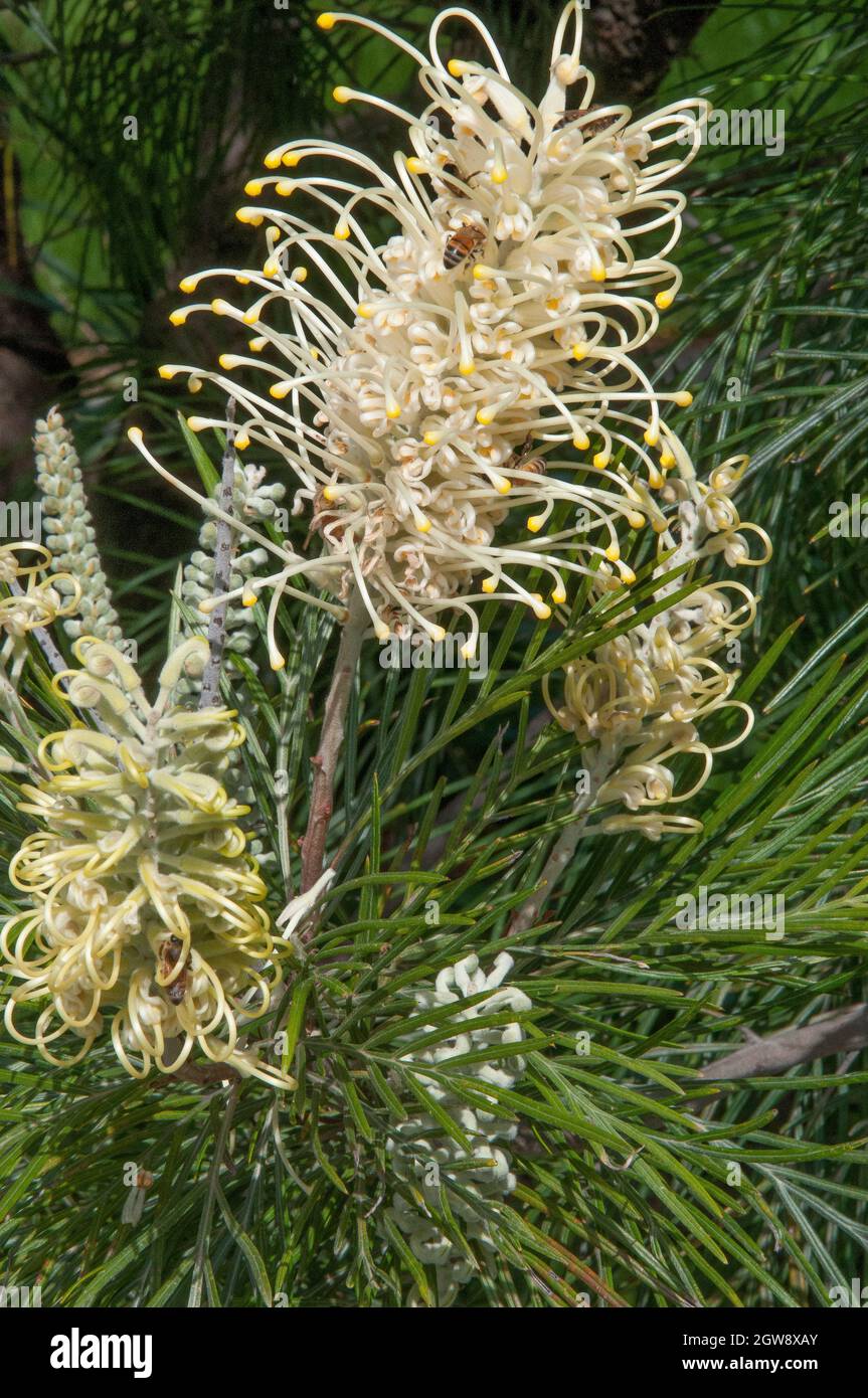 Die australische Ureinwohner grevillea, wahrscheinlich die Moonlight-Sorte Stockfoto