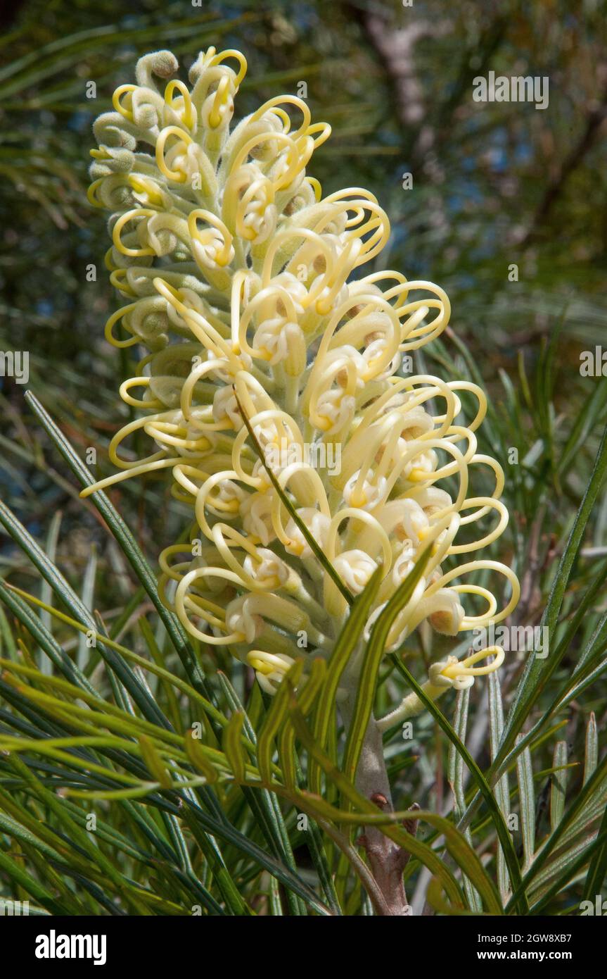 Die australische Ureinwohner grevillea, wahrscheinlich die Moonlight-Sorte Stockfoto