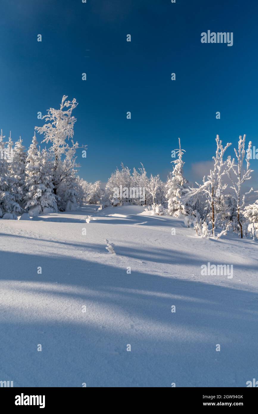 Winterberge mit schneebedeckter Wiese, gefrorenen Bäumen und klarem Himmel - Moravskoslezske Beskydy Berge zwischen Bily kriz und Maly Polom auf tschechisch - Stockfoto