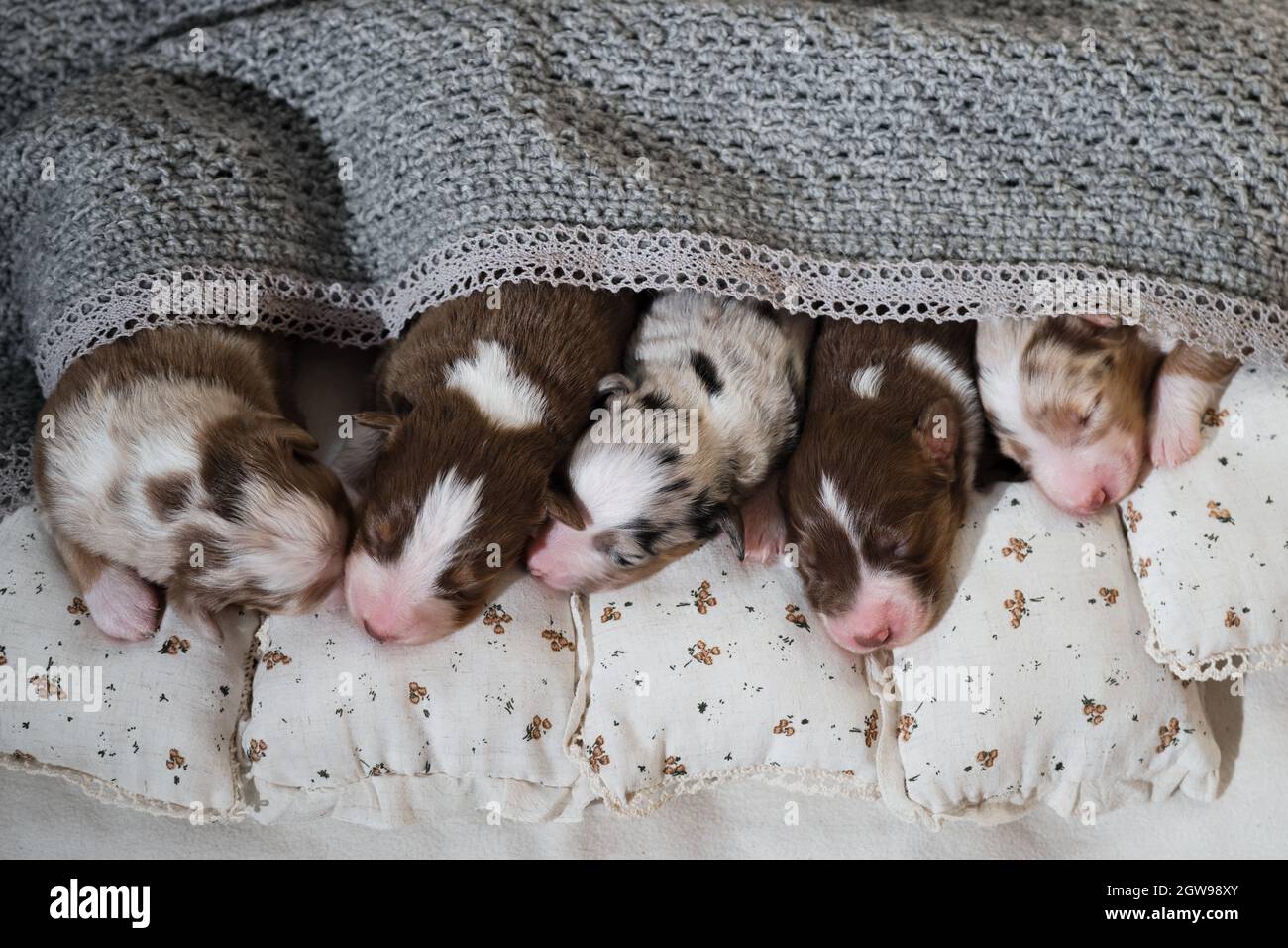 Neugeborene australische Schäferhunde. Aussie Welpen liegen und schlafen auf weißen Kissen, die mit einer warmen grauen Strickdecke bedeckt sind. Fünf Welpen von verschiedenen Colo Stockfoto