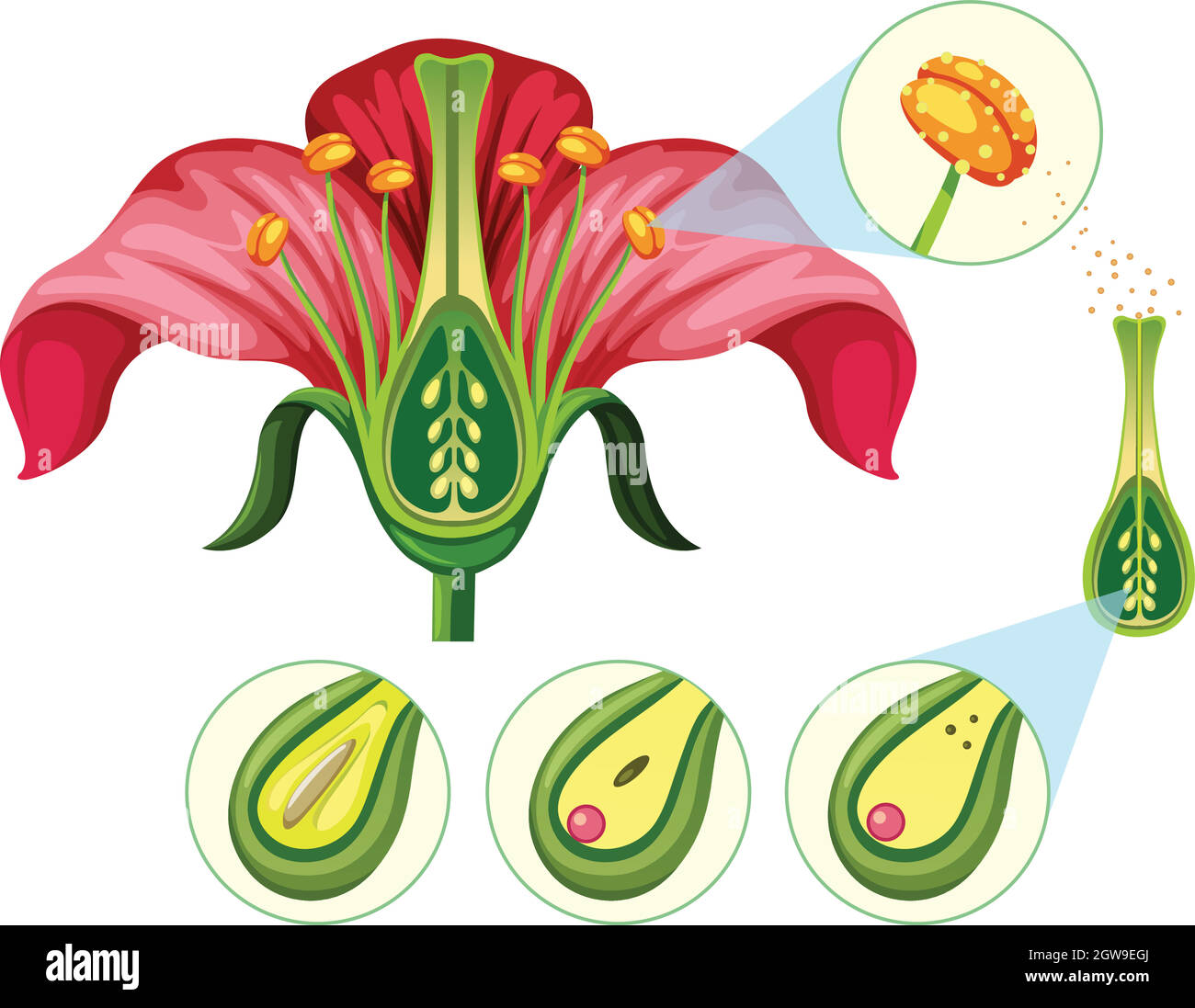 Blumenorgane und Fortpflanzungsteile Stock Vektor