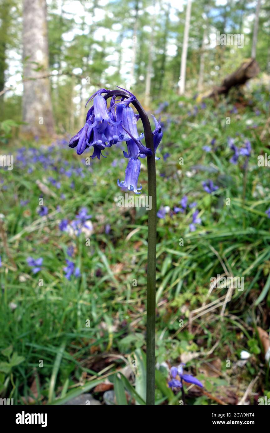 Single Wild Native Common Bluebell in der Nähe des National Trust Car Park in Great Wood, Borrowdale, Lake District National Park, Cumbria, England, Großbritannien. Stockfoto