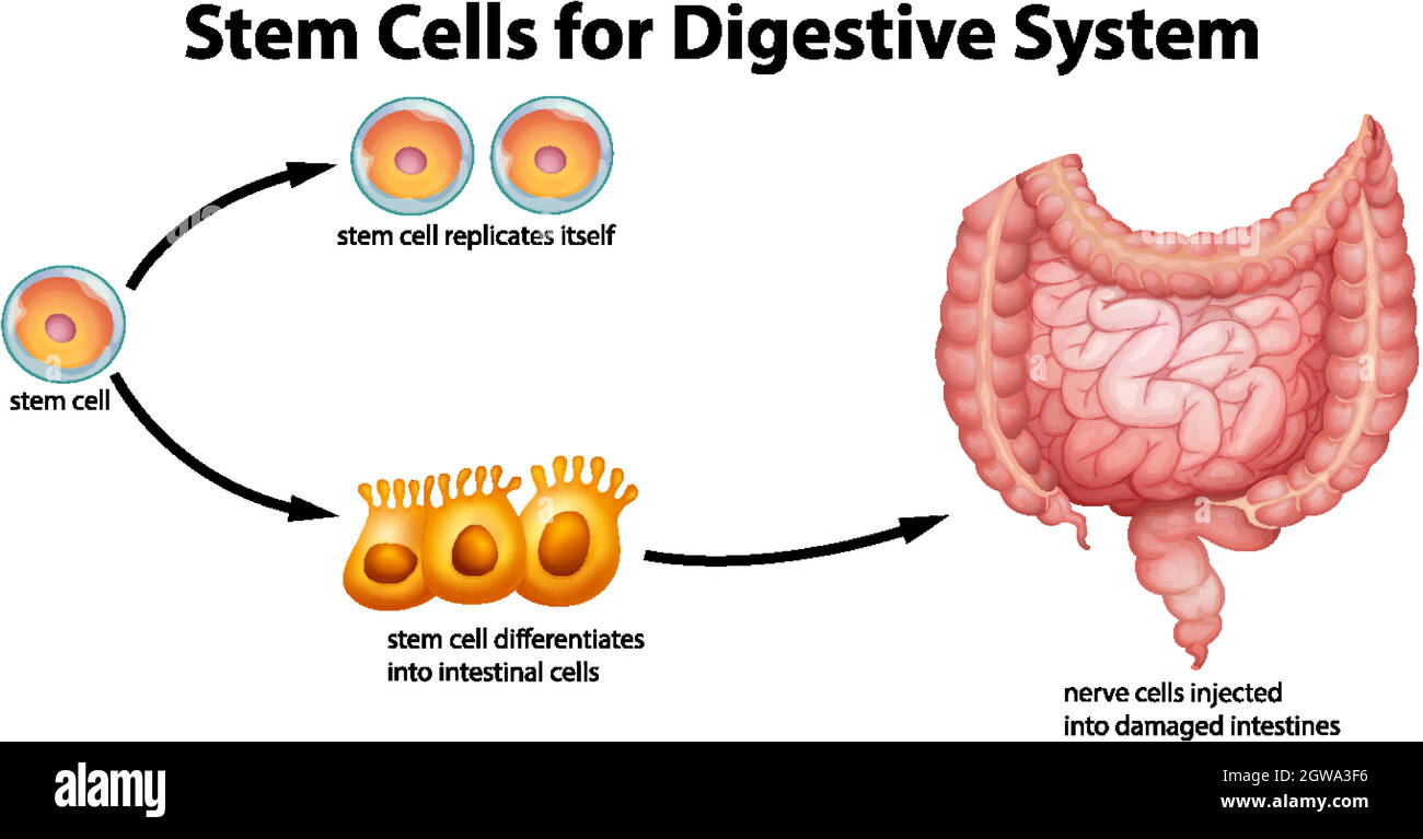 Stammzellen für das Verdauungssystem Stock Vektor