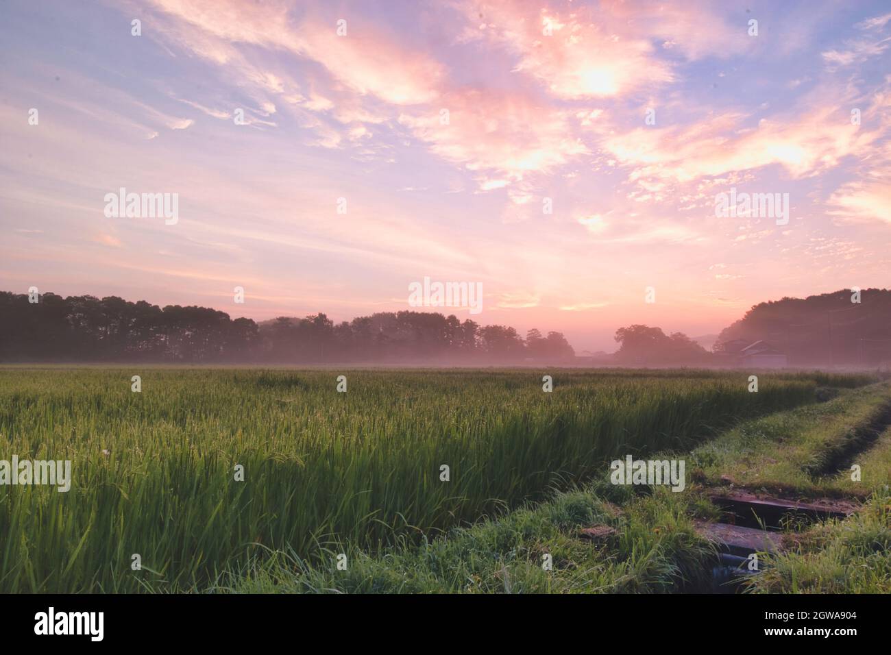 Rosafarbener Sonnenaufgang über grünen Reisfeldern Stockfoto