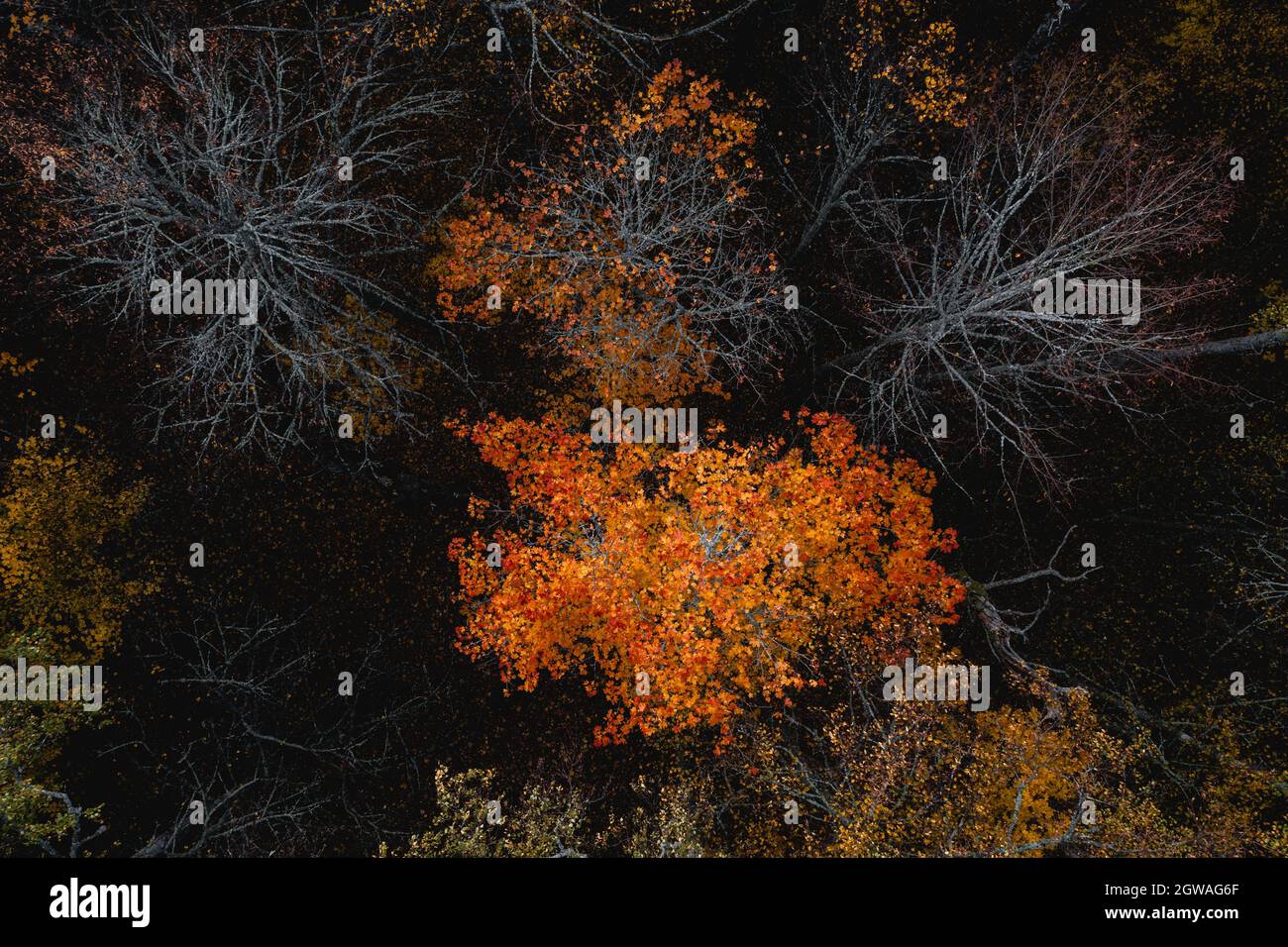 Herbstlaub eines Baumes mit orangefarbenen Blättern. Stockfoto