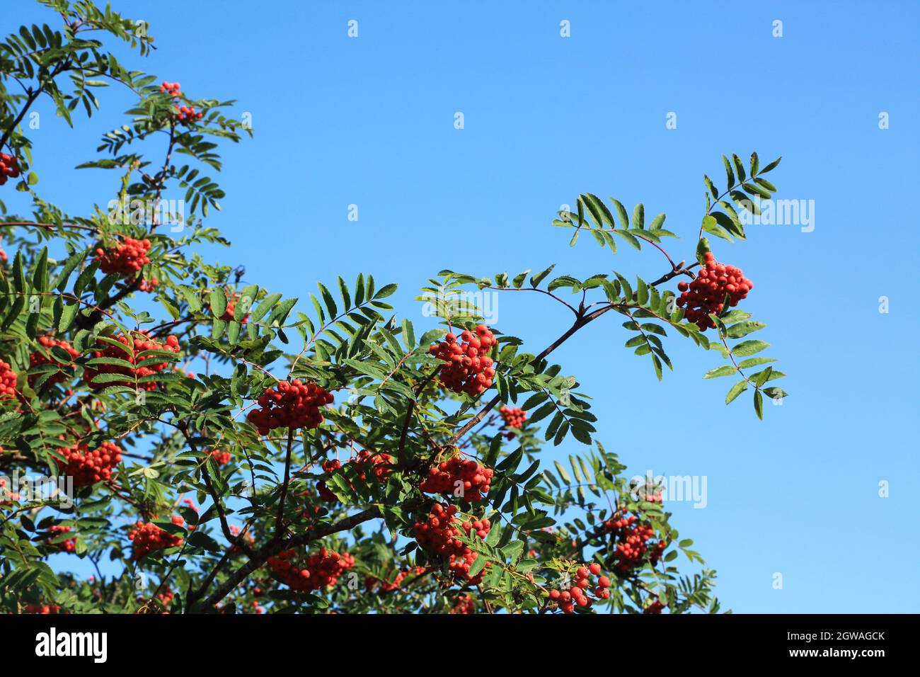 Bergascheblätter und -Beeren vor blauem Himmel auf der Birk Bank in der Nähe der Rigg Lane an den unteren Rändern von Cloughta Pike, Quernmore, Forest of Bowland AONB, Stockfoto