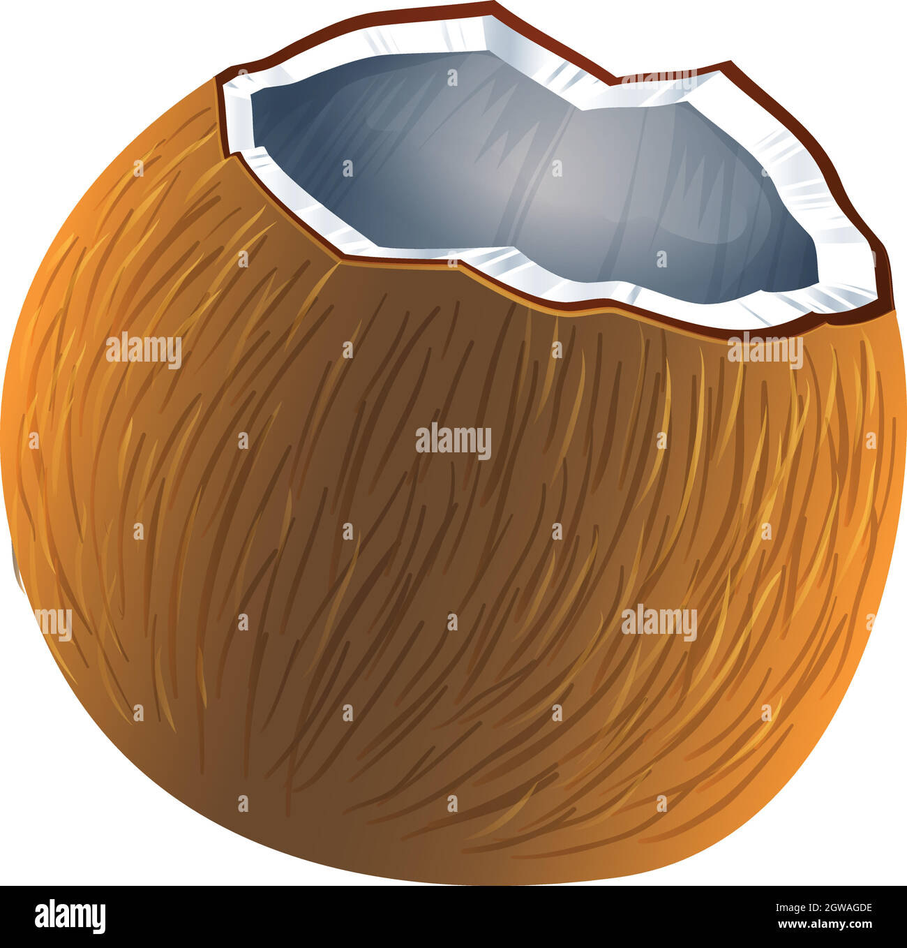 Eine Kokosnussfrucht Stock Vektor