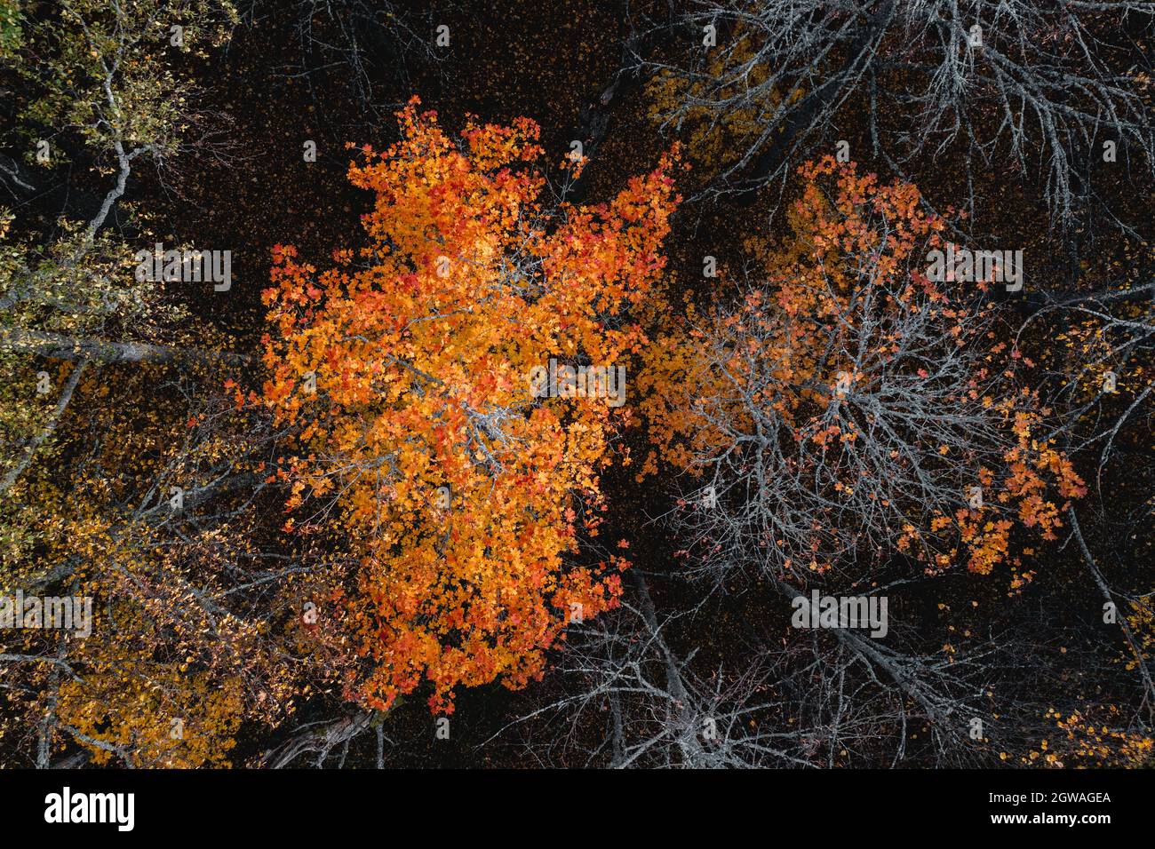 Draufsicht auf einen Baum mit orangefarbenen Blättern im Herbstwald. Stockfoto