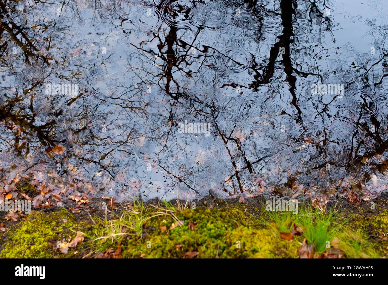 Regentropfen fallen auf einen dunklen Teich mit Baumsilhouetten und moosigen Rand, aufgenommen an einem späten Winter bewölkten Tag im Fontainebleau Wald, Frankreich Stockfoto