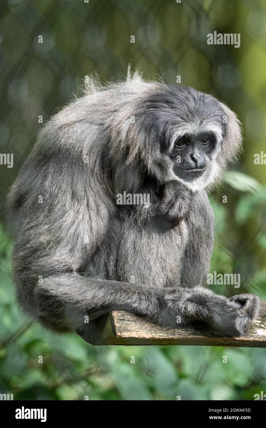 Graues Gibbon, das auf Holzzweig in natürlicher Waldlage sitzt Stockfoto