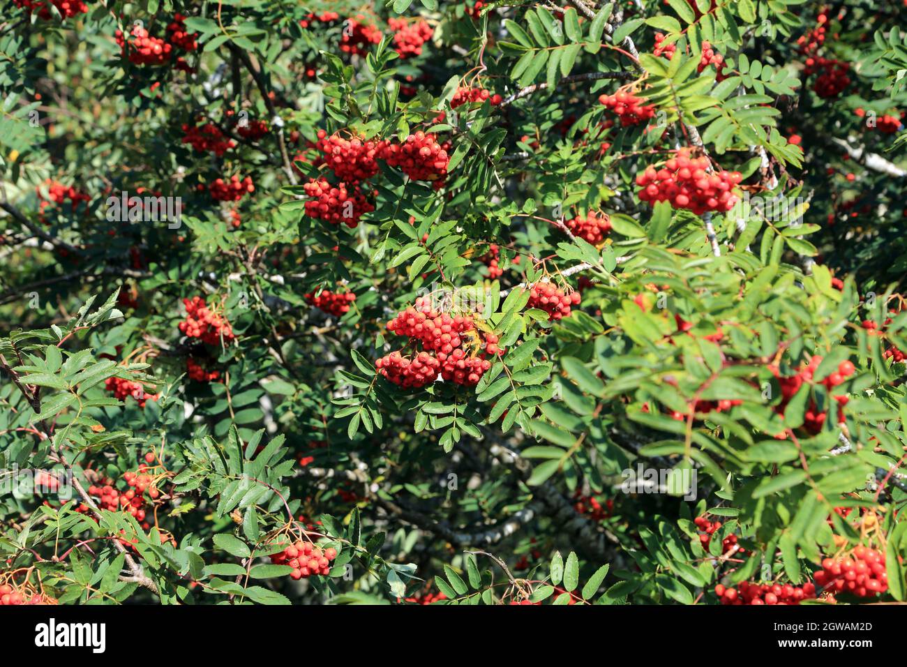 Bergascheblätter und -Beeren auf der Birk Bank in der Nähe der Rigg Lane an den unteren Rändern von Clougha Pike, Quernmore, Forest of Bowland AONB, Lancashire, England Stockfoto