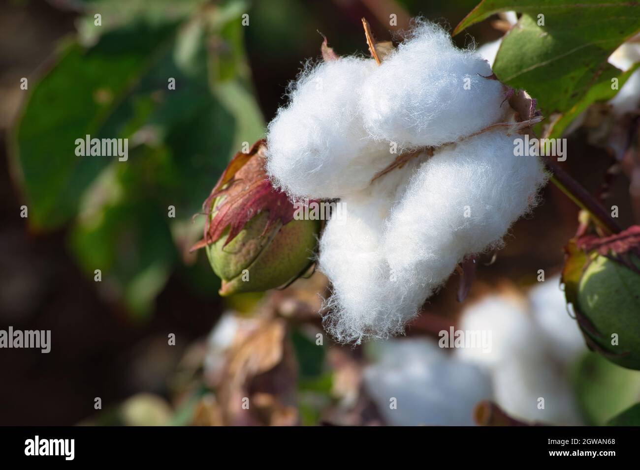Reife Baumwollpflanze bereit für die Ernte Stockfoto