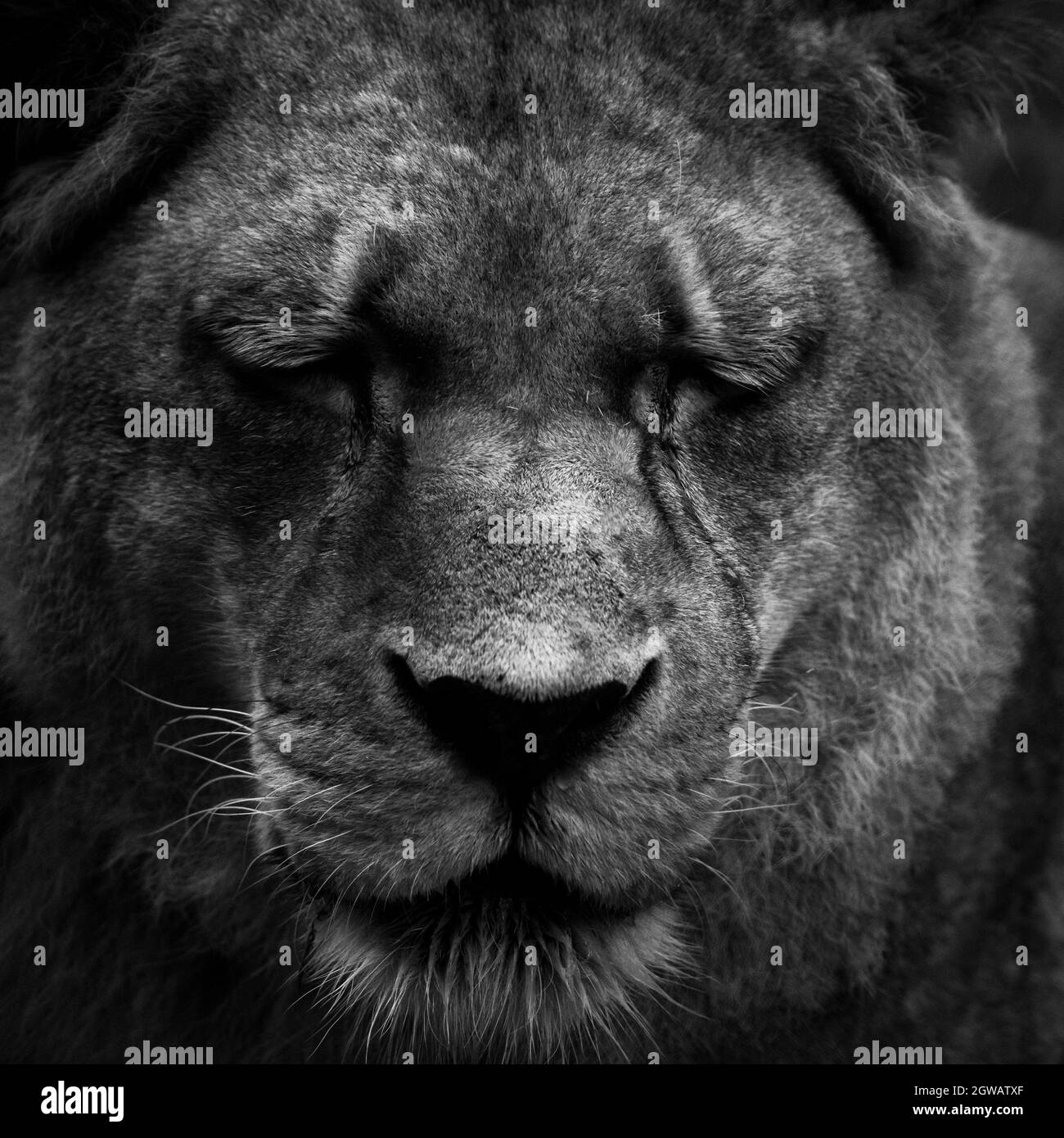 Ein älterer Löwe (Panthera leo) Stockfoto