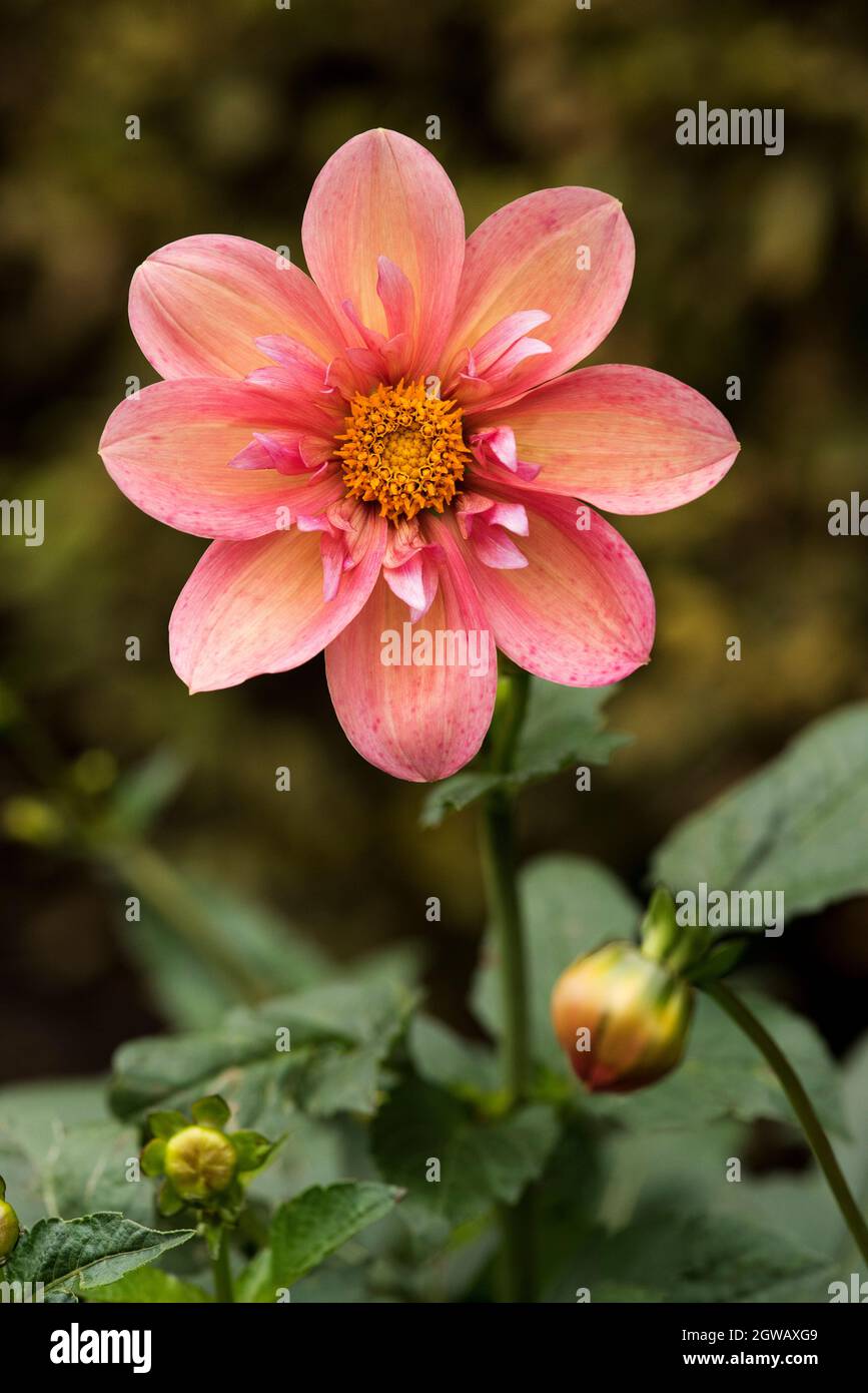Nahaufnahme einer rosafarbenen und orangefarbenen Dahlie mit leuchtend gelben Staubgefäßen in der Mitte. Stockfoto