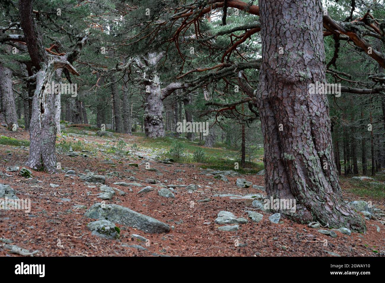 Kiefernwald in den Urbión-Bergen in Soria (Spanien) und seine Großeltern der Waldwanderung Stockfoto