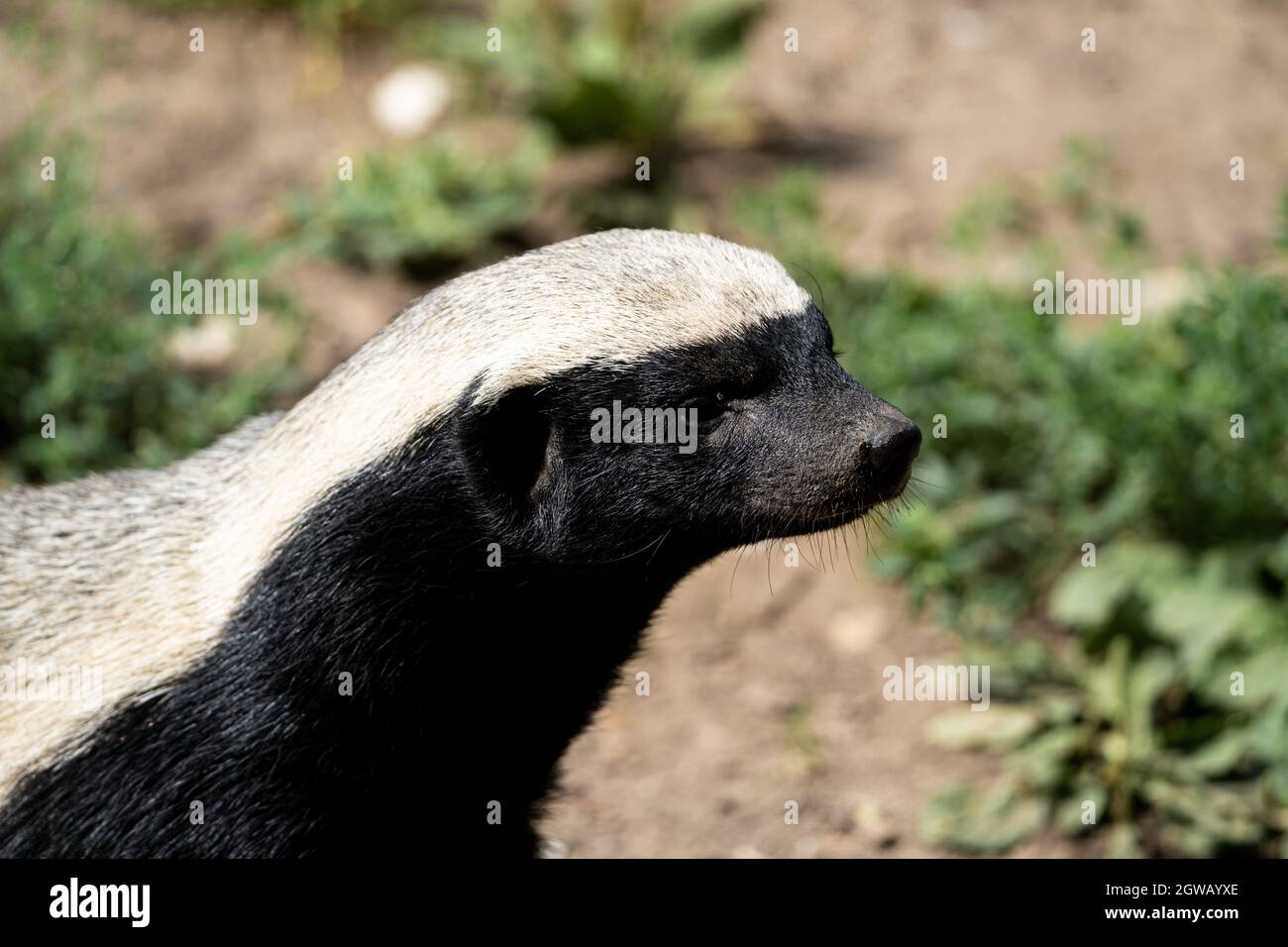 Honigdachs (Mellivora capensis) Stockfoto