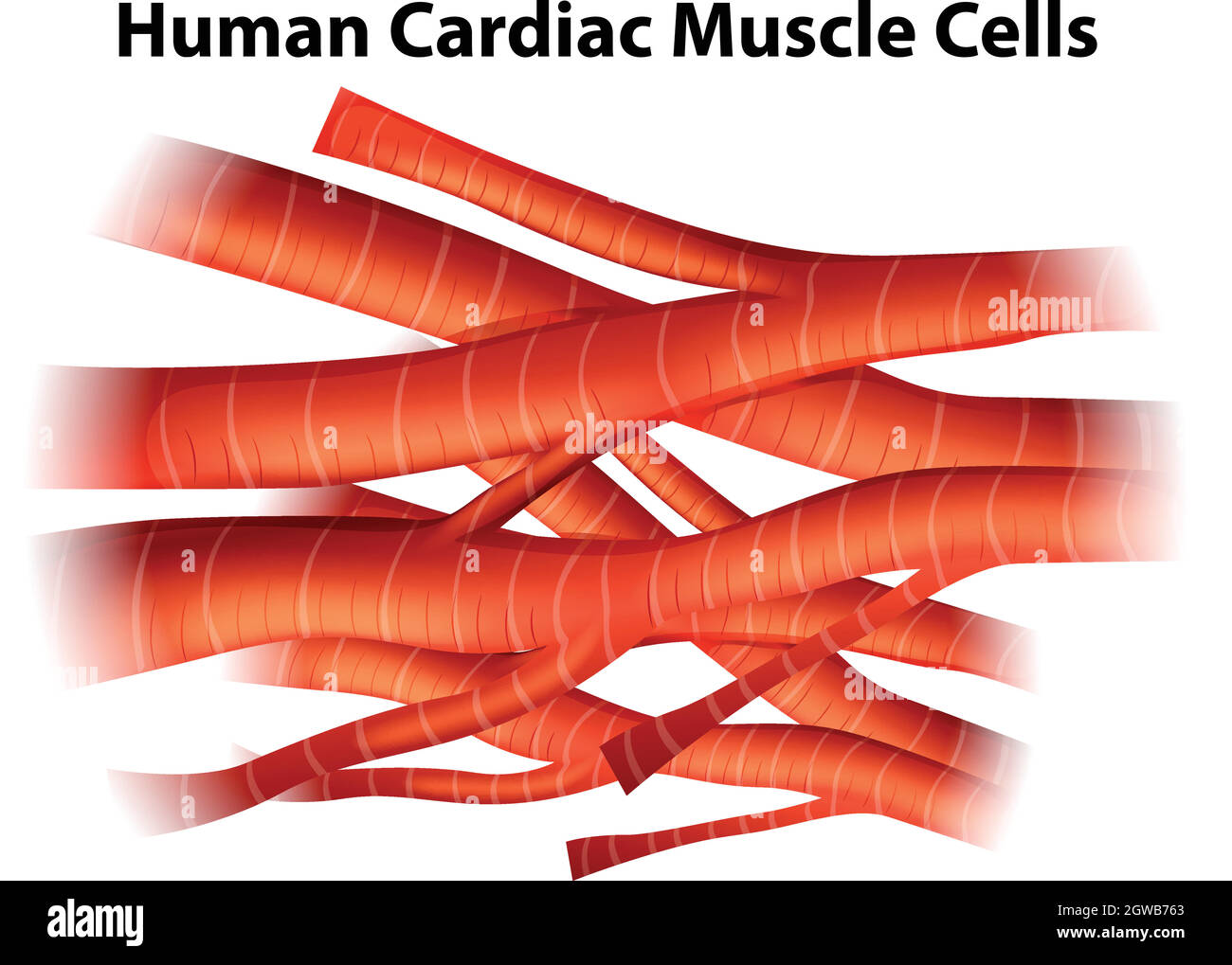 Menschliche Herzmuskelzellen Stock Vektor