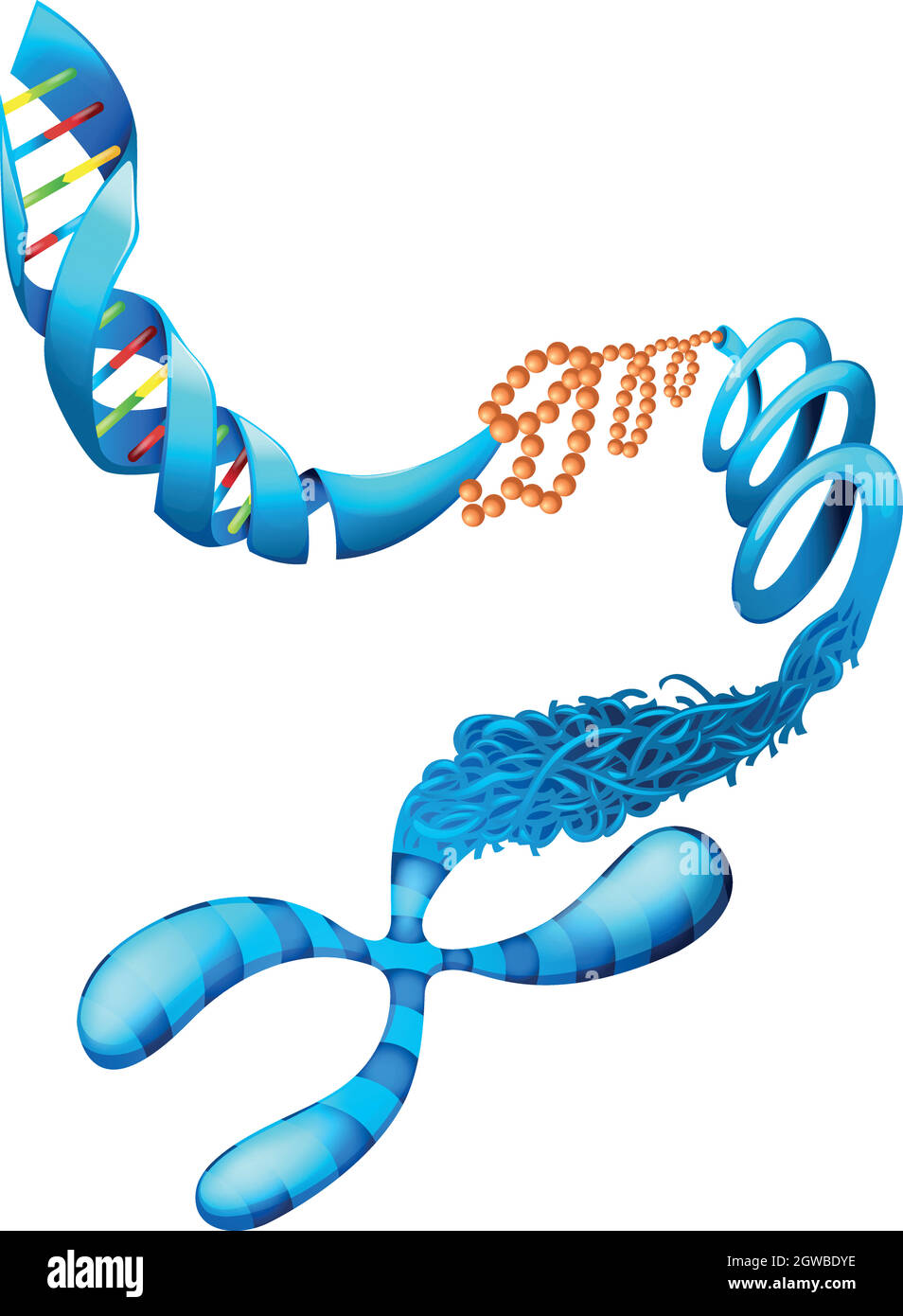 Desoxyribonukleinsäure Stock Vektor