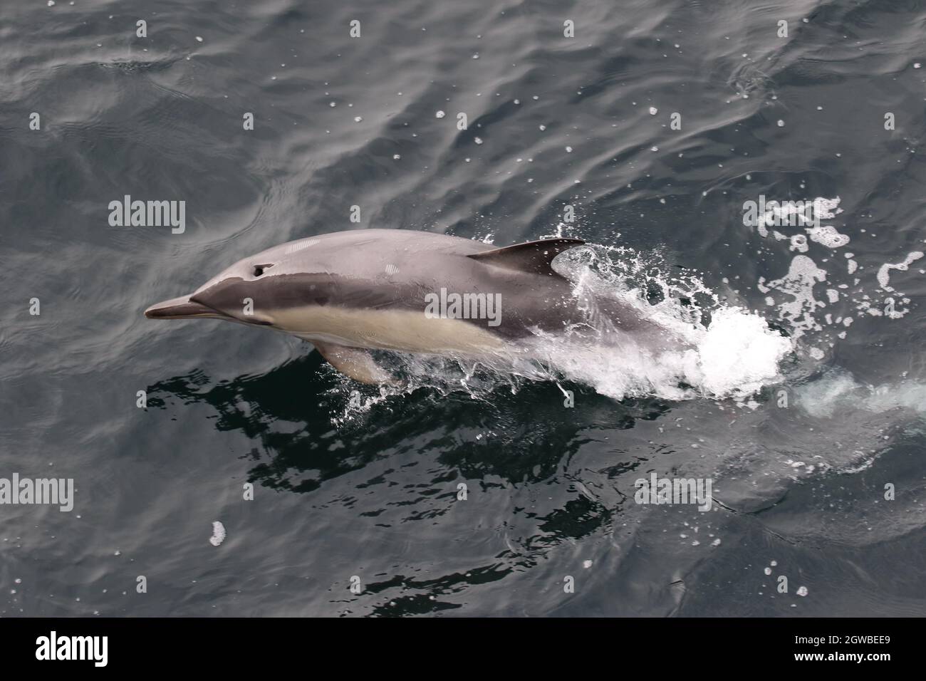 Sequenz 9 - gewöhnlicher Delphin springt in britischen Gewässern Stockfoto