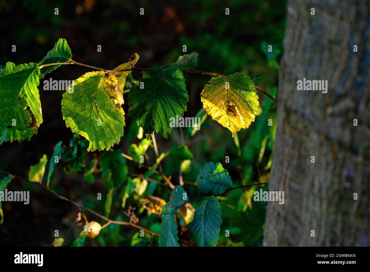 Grün-gelbes Blatt auf Baum im Herbst, Nahaufnahme. Schöne Beleuchtung, natürliche Farbe, Kontrast. Stockfoto