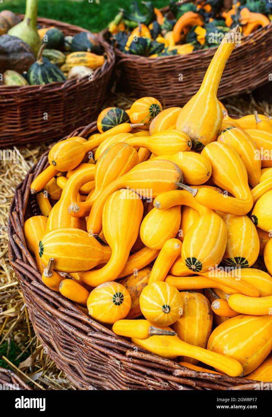 Bunte Kürbisse. Halloween-Kürbisse Stockfoto