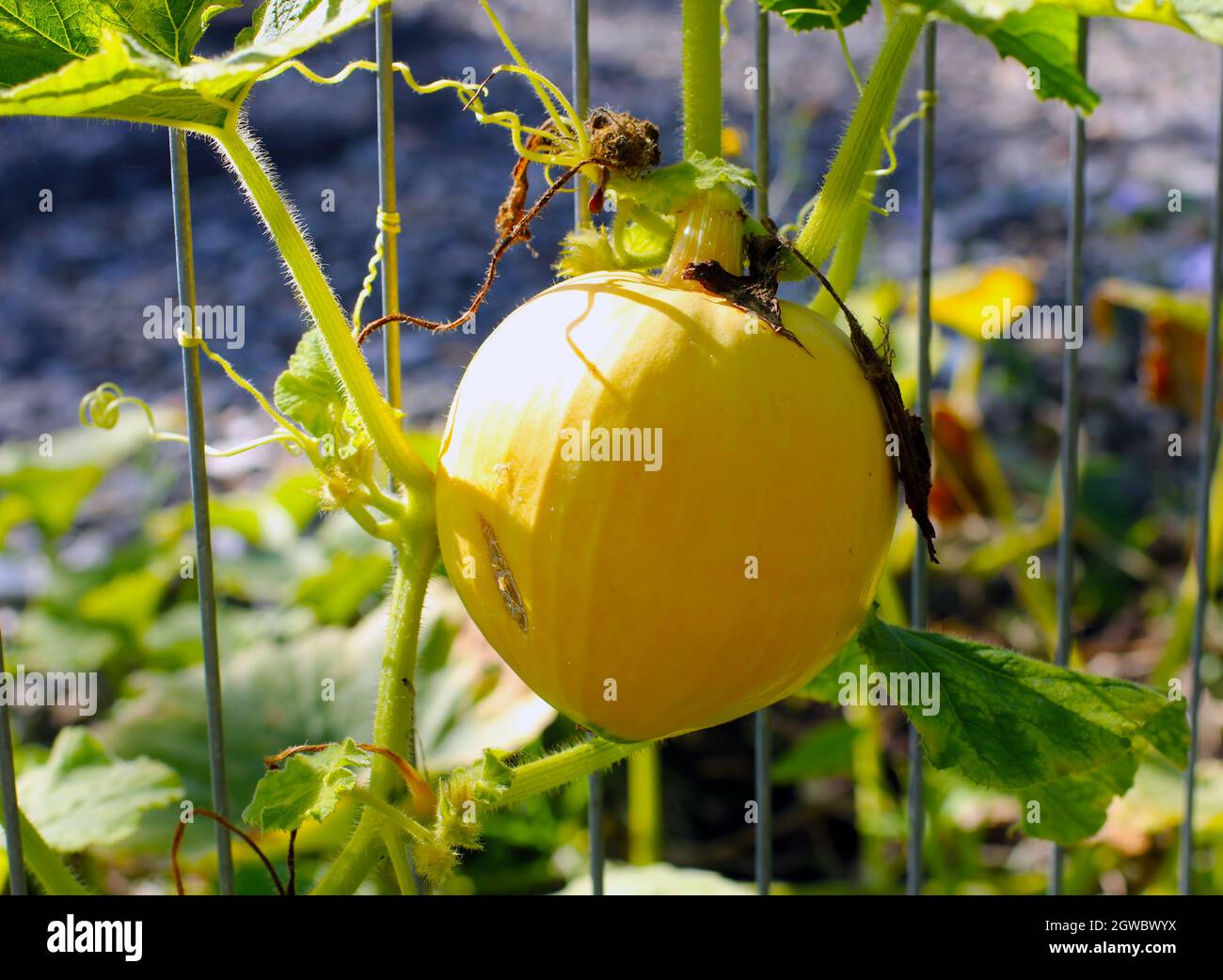 Selbstgewachsenes, biologisches junges Gelbes Mellow-Blätterchen und Blätter Stockfoto