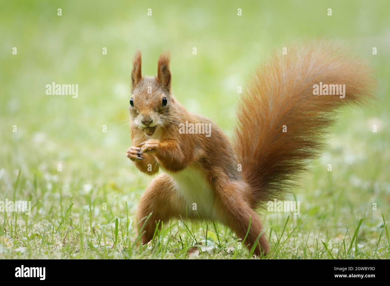 Eichhörnchen mit Nuss im Mund greift wie ein Boxer an Stockfoto